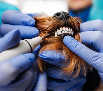 Allenhurst Dog Dentist