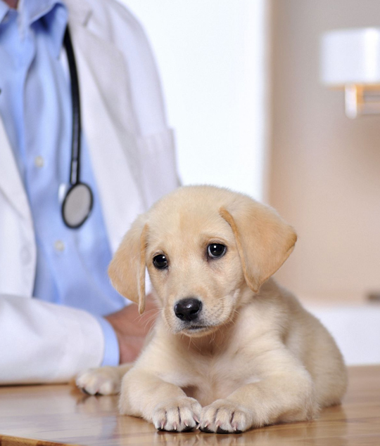 best Waterford Works veterinarian clinic
