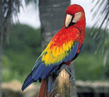 Bird Vet in Mount Holly