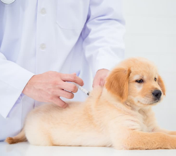 Dog Vaccinations in Camden
