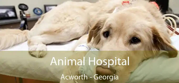 Animal Hospital Acworth - Georgia