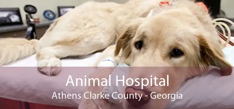Animal Hospital Athens Clarke County - Georgia