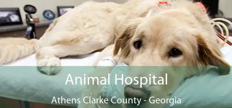 Animal Hospital Athens Clarke County - Georgia