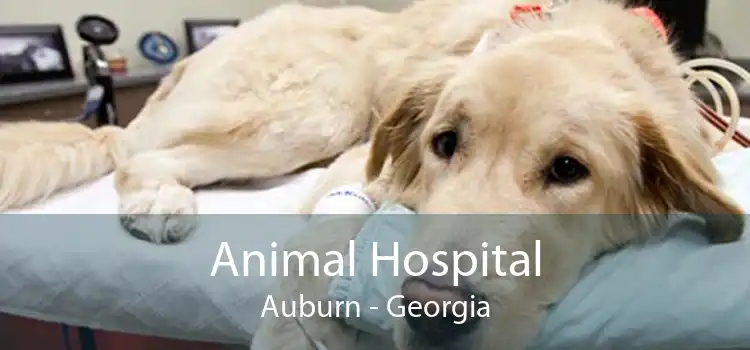 Animal Hospital Auburn - Georgia