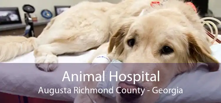 Animal Hospital Augusta Richmond County - Georgia