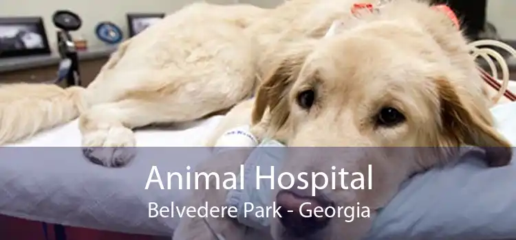 Animal Hospital Belvedere Park - Georgia