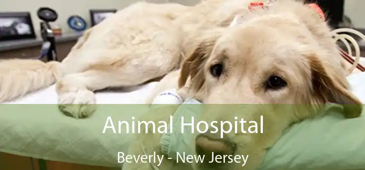 Animal Hospital Beverly - New Jersey