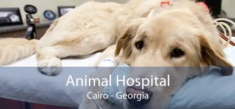 Animal Hospital Cairo - Georgia