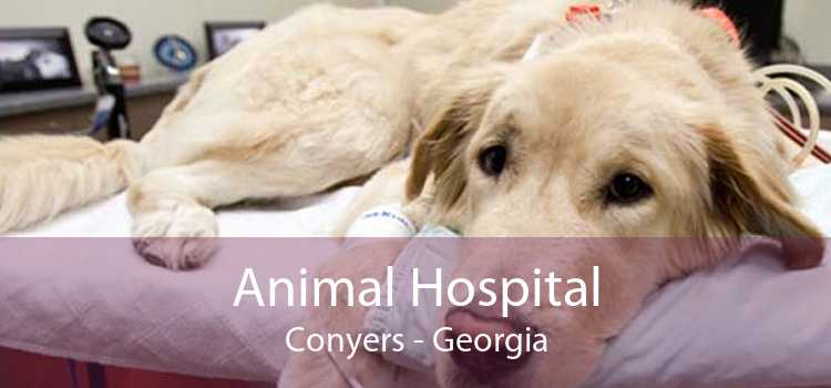 Animal Hospital Conyers - Georgia