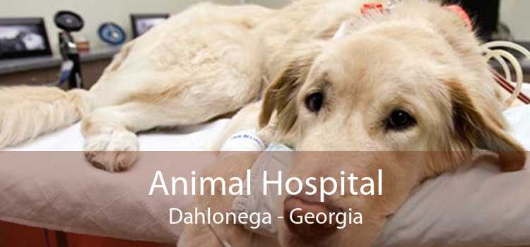 Animal Hospital Dahlonega - Georgia