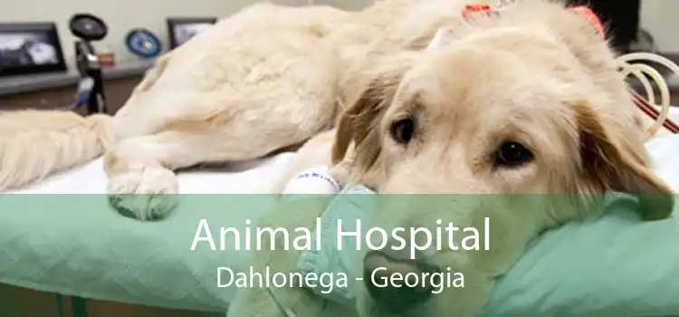 Animal Hospital Dahlonega - Georgia