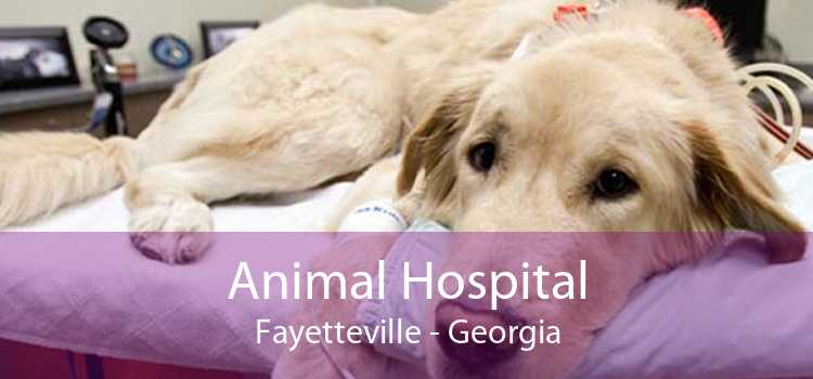 Animal Hospital Fayetteville - Georgia