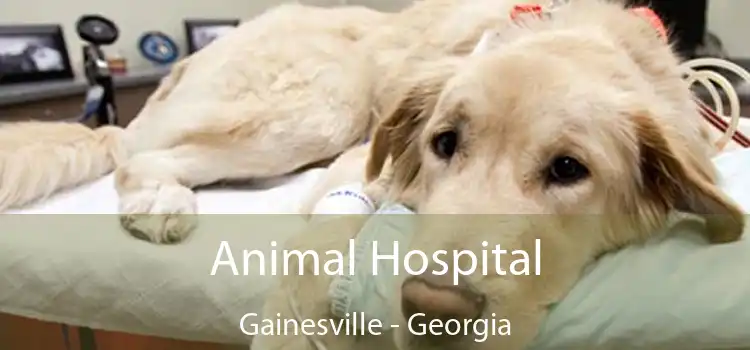 Animal Hospital Gainesville - Georgia