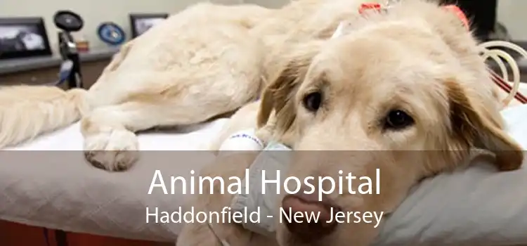 Animal Hospital Haddonfield - New Jersey