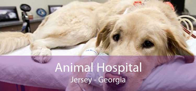 Animal Hospital Jersey - Georgia