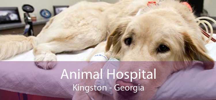 Animal Hospital Kingston - Georgia