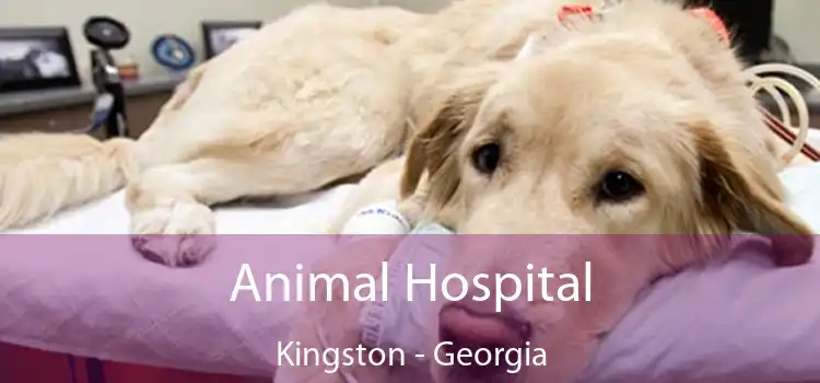 Animal Hospital Kingston - Georgia