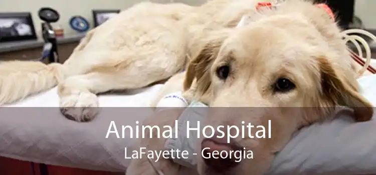 Animal Hospital LaFayette - Georgia