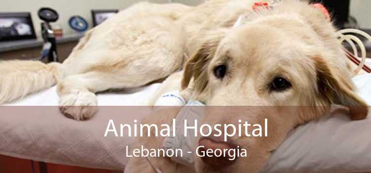 Animal Hospital Lebanon - Georgia