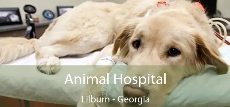 Animal Hospital Lilburn - Georgia