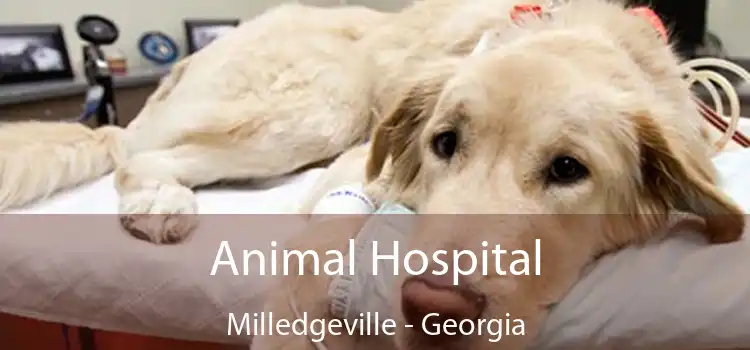 Animal Hospital Milledgeville - Georgia