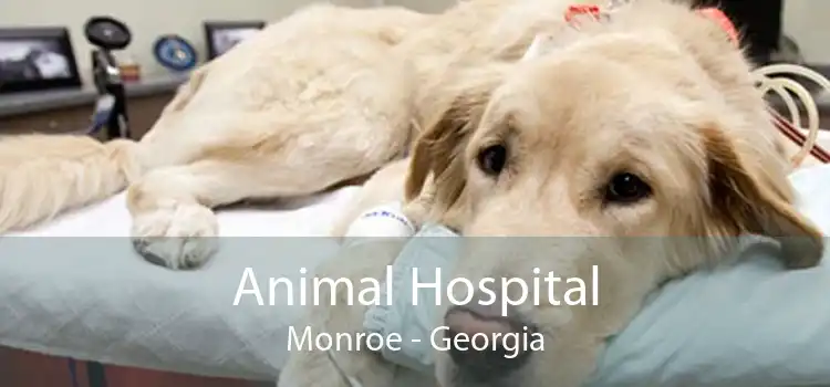 Animal Hospital Monroe - Georgia