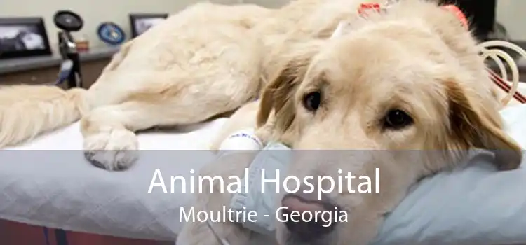 Animal Hospital Moultrie - Georgia