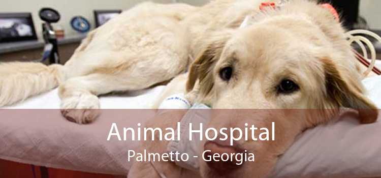 Animal Hospital Palmetto - Georgia
