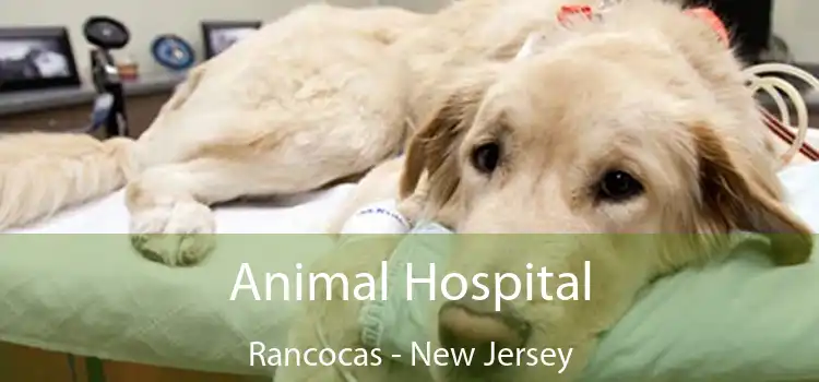 Animal Hospital Rancocas - New Jersey