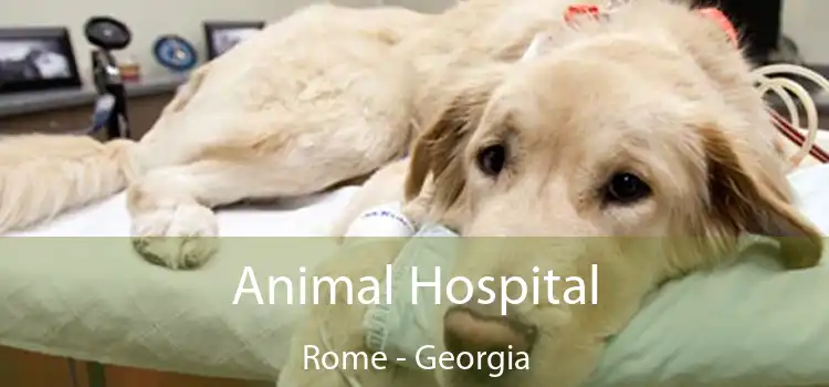 Animal Hospital Rome - Georgia