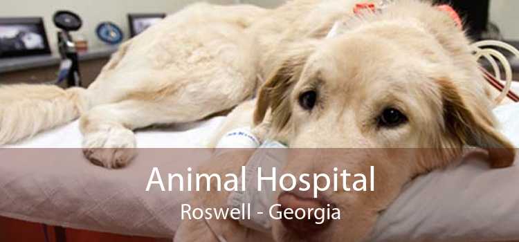 Animal Hospital Roswell - Georgia