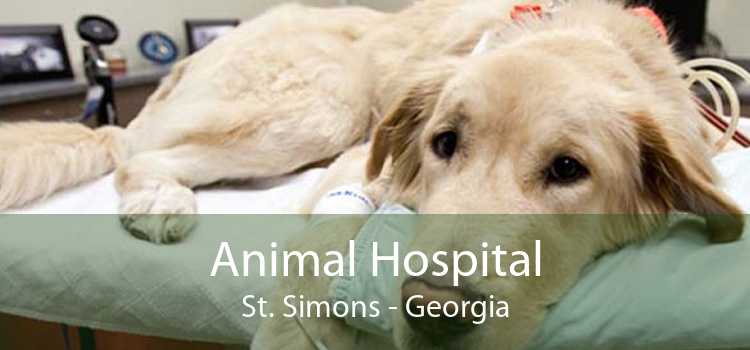 Animal Hospital St. Simons - Georgia