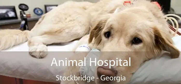 Animal Hospital Stockbridge - Georgia