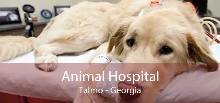 Animal Hospital Talmo - Georgia