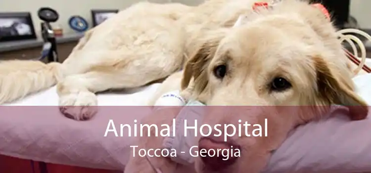 Animal Hospital Toccoa - Georgia