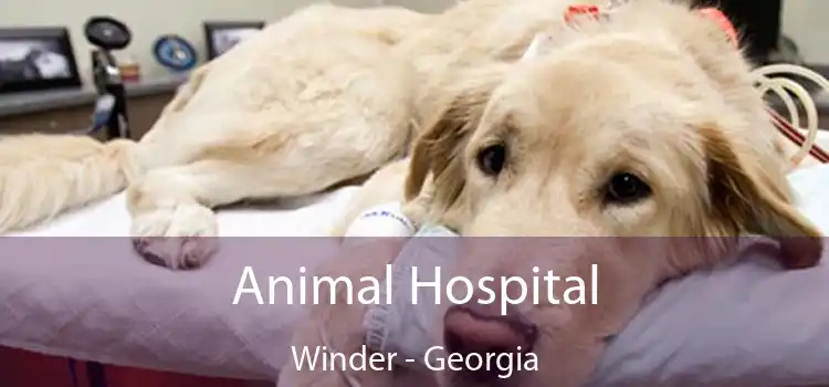 Animal Hospital Winder - Georgia