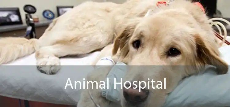 Animal Hospital