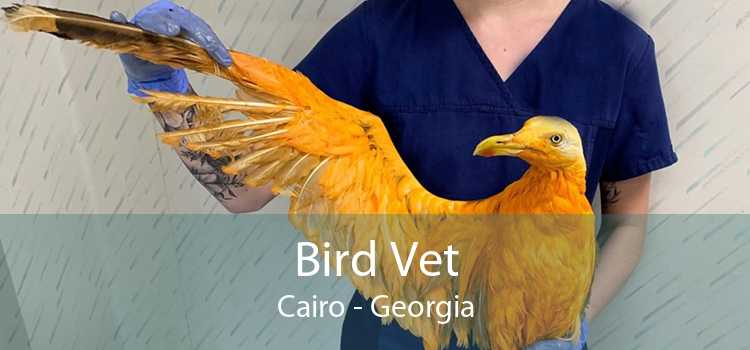 Bird Vet Cairo - Georgia
