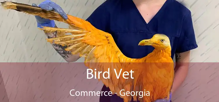 Bird Vet Commerce - Georgia