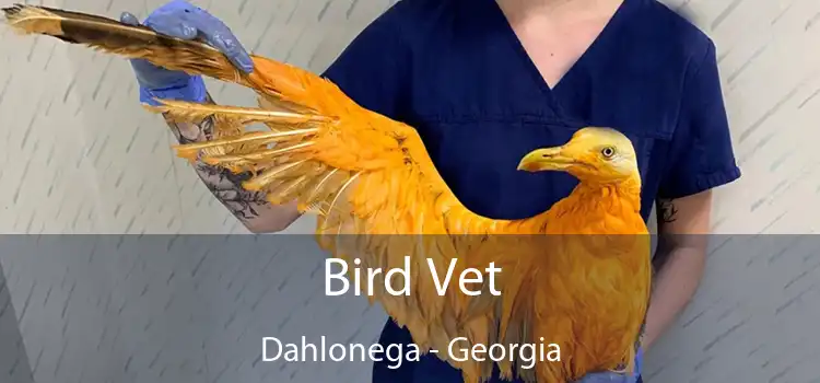 Bird Vet Dahlonega - Georgia