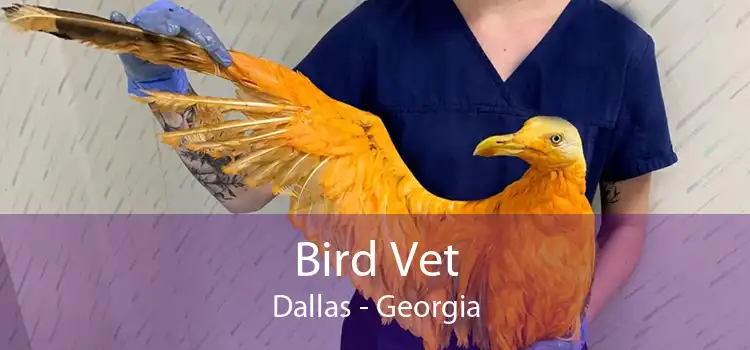 Bird Vet Dallas - Georgia