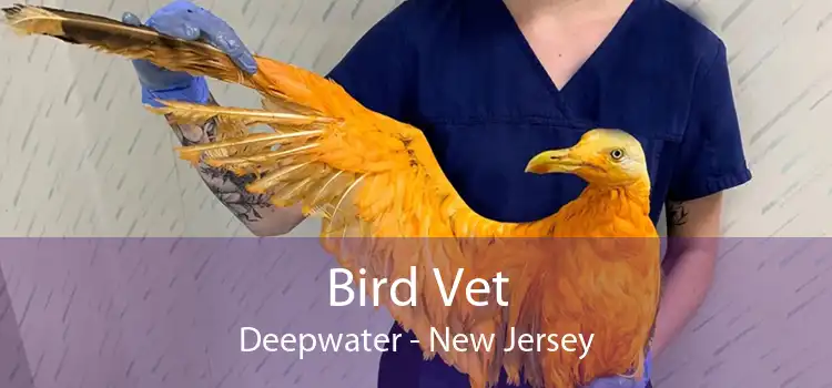 Bird Vet Deepwater - New Jersey