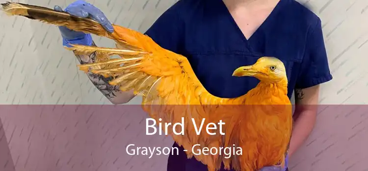 Bird Vet Grayson - Georgia