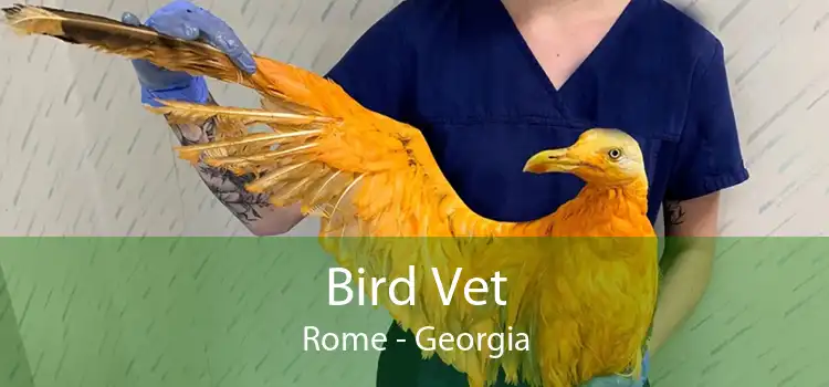 Bird Vet Rome - Georgia