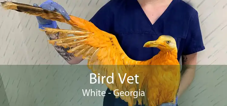 Bird Vet White - Georgia