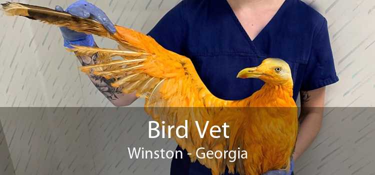 Bird Vet Winston - Georgia