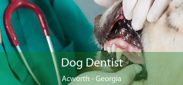 Dog Dentist Acworth - Georgia