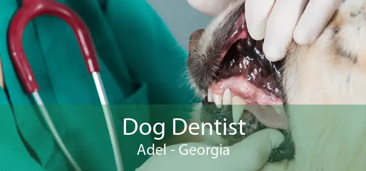 Dog Dentist Adel - Georgia