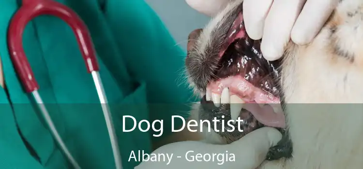 Dog Dentist Albany - Georgia