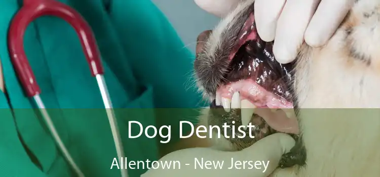 Dog Dentist Allentown - New Jersey